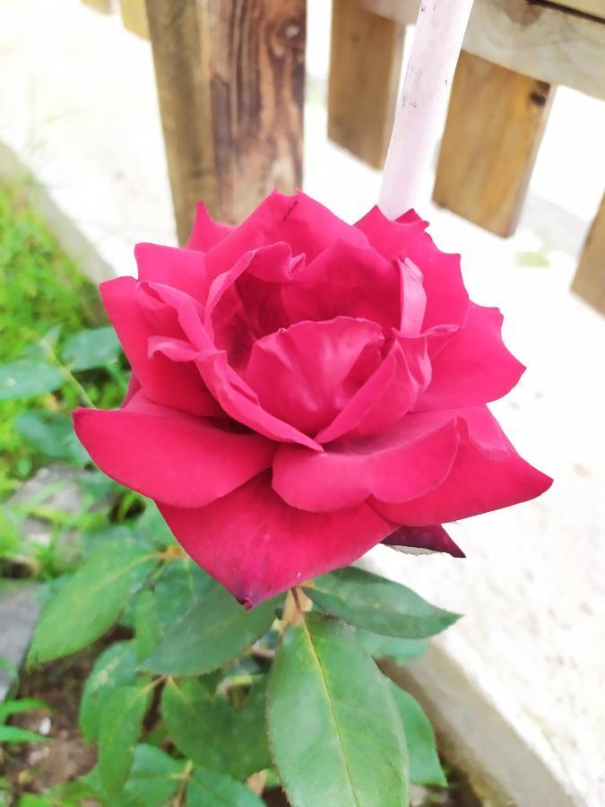 VaLletta Fiorita 로마 외부 사진